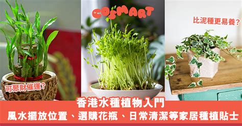 泥種植物風水|泥種植物：招財進寶秘訣